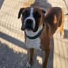 ❤Maggie  Boxer pur, Clown inklusive...