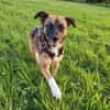 Unser zartes Hundeseelchen Sam sucht ein neues Zuhause