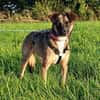 Unser zartes Hundeseelchen Sam sucht ein neues Zuhause