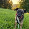 Unser zartes Hundeseelchen Sam sucht ein neues Zuhause