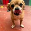 Kleiner Peki-Opa ❤ 🐾  WINNIE sucht ...