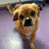 Kleiner Peki-Opa ❤ 🐾  WINNIE sucht ...