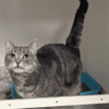 SWEETY A17486