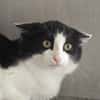 CRIQUETTE