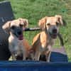 AURA
