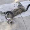 SOLL