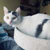 Tenor