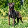 Wunderbarer jung Mischlings Hund Alex
