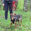 Lustige BETA sucht ein Zuhause