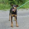 Lustige BETA sucht ein Zuhause