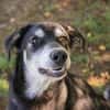 Wunderbarer Junghund Maverick sucht ein Zuhause