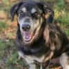 Wunderbarer Junghund Maverick sucht ein Zuhause