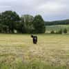 Strobel sucht erfahrenes Zuhause