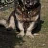 Nasti sucht ruhiges Zuhause
