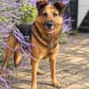 Lotti- Freundliche Schäfer-Mix-Hündin sucht ihre Menschen