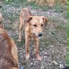 Bambi, junge Hündin wartet auf ihr Zuhause