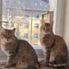 Zauberhaftes Katzen Duo Rysia und Kysia
