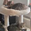 Zauberhaftes Katzen Duo Rysia und Kysia