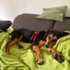Bill sucht ein liebevolles Zuhause