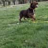 Alma 😍 ulkige Hundedame auf PS in HH