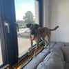 Lou sucht ein liebevolles Zuhause.