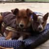 Willow - Patenschaft gesucht