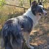 Liebenswerte Nala sucht ihr Zuhause