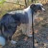 Liebenswerte Nala sucht ihr Zuhause