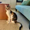 FeLV Katze Paris aus dem Tierschutz