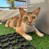 FeLV Katze Paris aus dem Tierschutz