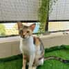 FeLV Katze Paris aus dem Tierschutz