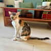 FeLV Katze Paris aus dem Tierschutz