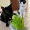 Zephyr & Kiki Verspieltes Dreamteam sucht  Familie
