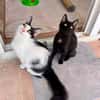 Zephyr & Kiki Verspieltes Dreamteam sucht  Familie