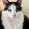 Zephyr & Kiki Verspieltes Dreamteam sucht  Familie