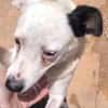 Kira16, die Anhängliche, sucht Zuhause - NEUIGKEITEN!!!
