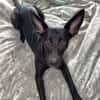 🐾 Ria sucht ihre Menschen