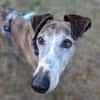 Jupiter - Traumgalgo sucht Traumzuhause