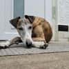 Jupiter - Traumgalgo sucht Traumzuhause