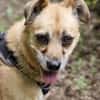 Lilo sucht ein Zuhause