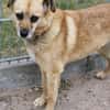 Lilo sucht ein Zuhause