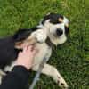 Frohnatur Buddy sucht liebevolle Familie