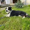 Frohnatur Buddy sucht liebevolle Familie