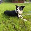Frohnatur Buddy sucht liebevolle Familie