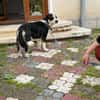 Frohnatur Buddy sucht liebevolle Familie