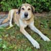 Collie-Mix Vicky -ein sanftes und wunderschönes Wesen