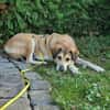 Collie-Mix Vicky -ein sanftes und wunderschönes Wesen