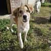 Verspielter Junghund Codrut sucht Zuhause