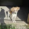 Verspielter Junghund Codrut sucht Zuhause