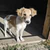 Verspielter Junghund Codrut sucht Zuhause